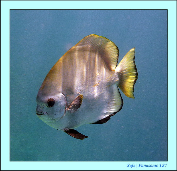 2011 - 08 - Borneo - Sipadan 063